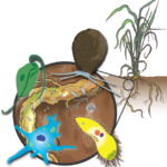 Protists, a type of microbe, are slowly being recognized as key elements of the soil and rhizosphere microbiome. (Credit: Javier A. Ceja Navarro)