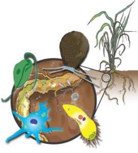 Protists, a type of microbe, are slowly being recognized as key elements of the soil and rhizosphere microbiome. (Credit: Javier A. Ceja Navarro)