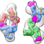 Molecular models constructed from the X-ray data show different antibodies bound to the SARS-CoV-2 nucleocapsid protein (pink). The scientists determined that the linear arrangement (right) has higher detection sensitivity than the sandwich arrangement (left). (Credit: Berkeley Lab)