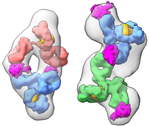 Molecular models constructed from the X-ray data show different antibodies bound to the SARS-CoV-2 nucleocapsid protein (pink). The scientists determined that the linear arrangement (right) has higher detection sensitivity than the sandwich arrangement (left). (Credit: Berkeley Lab)