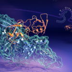 papain-like protease (PLpro) image
