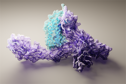 Researchers used artificial intelligence to generate hundreds of new protein structures, including this 3D view of human interleukin-12 bound to its receptor. (Photo credit: Ian Haydon)