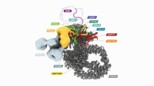 movie showing structure of human SAGA protein complex