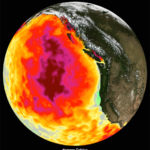 This data image shows the monthly average sea surface temperature for May 2015. Between 2013 and 2016, a large mass of unusually warm ocean water–nicknamed the blob–dominated the North Pacific, indicated here by red, pink, and yellow colors signifying temperatures as much as three degrees Celsius (five degrees Fahrenheit) higher than average. Data are from the NASA Multi-scale Ultra-high Resolution Sea Surface Temperature (MUR SST) Analysis product. (Courtesy NASA Physical Oceanography Distributed Active Archive Center)