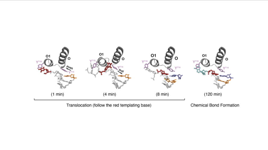 spiraled proteins in four different shapes