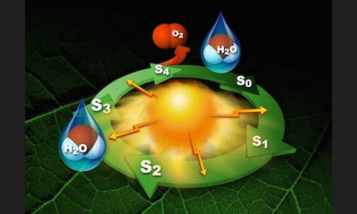 Photosystem II Mn-Ca reaction center