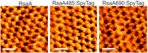 RsaA Atomic Force Micrographs