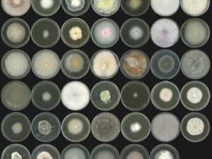 Photograph of 41 fungal isolates representative of the A. thaliana root mycobiome (© S. Hacquard / MPIPZ)