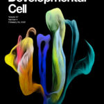 Cover of the February 28, 2022 Developmental Cell issue, with art adapted from the 3D image by study co-author Che-Wei Hsu.