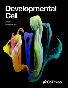 Cover of the February 28, 2022 Developmental Cell issue, with art adapted from the 3D image by study co-author Che-Wei Hsu.