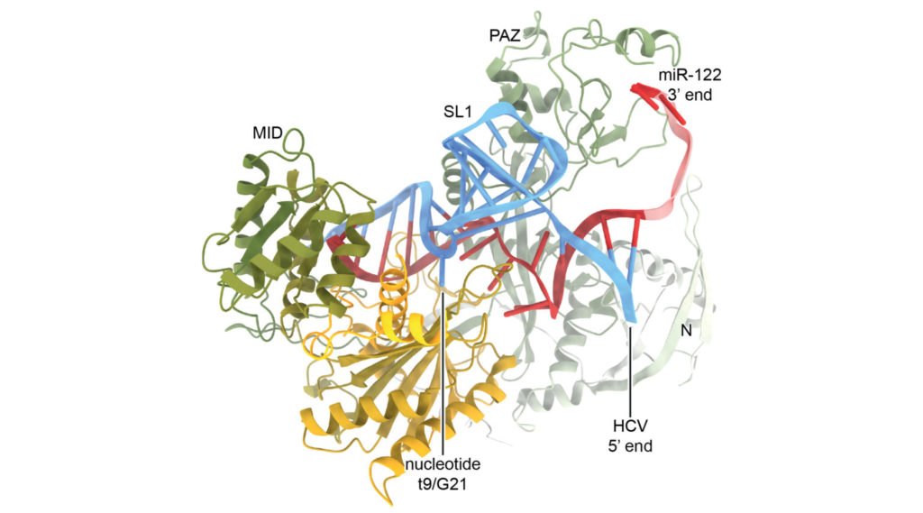 Crystal structure of Ago2:miR-122 bound to HCV Site-1 RNA.