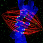 A chromosome (blue) imaged during cell replication. The chromosome is duplicated, and protein strands called spindle fibers (red) are attached to the chromosome copies to pull them apart, so that each ‘daughter cell’ gets one copy. The spindle fibers attach to the chromosomes due to the centromere. (Credit: Zeiss Microscopy/Flickr)