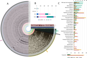 Circular genome visualization of Arthrobacter isolates with bar graph (right) showing gene function proportion