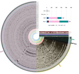circular visualization of Arthrobacter isolate genomes comparing regions of high variability and regions of low variability. 