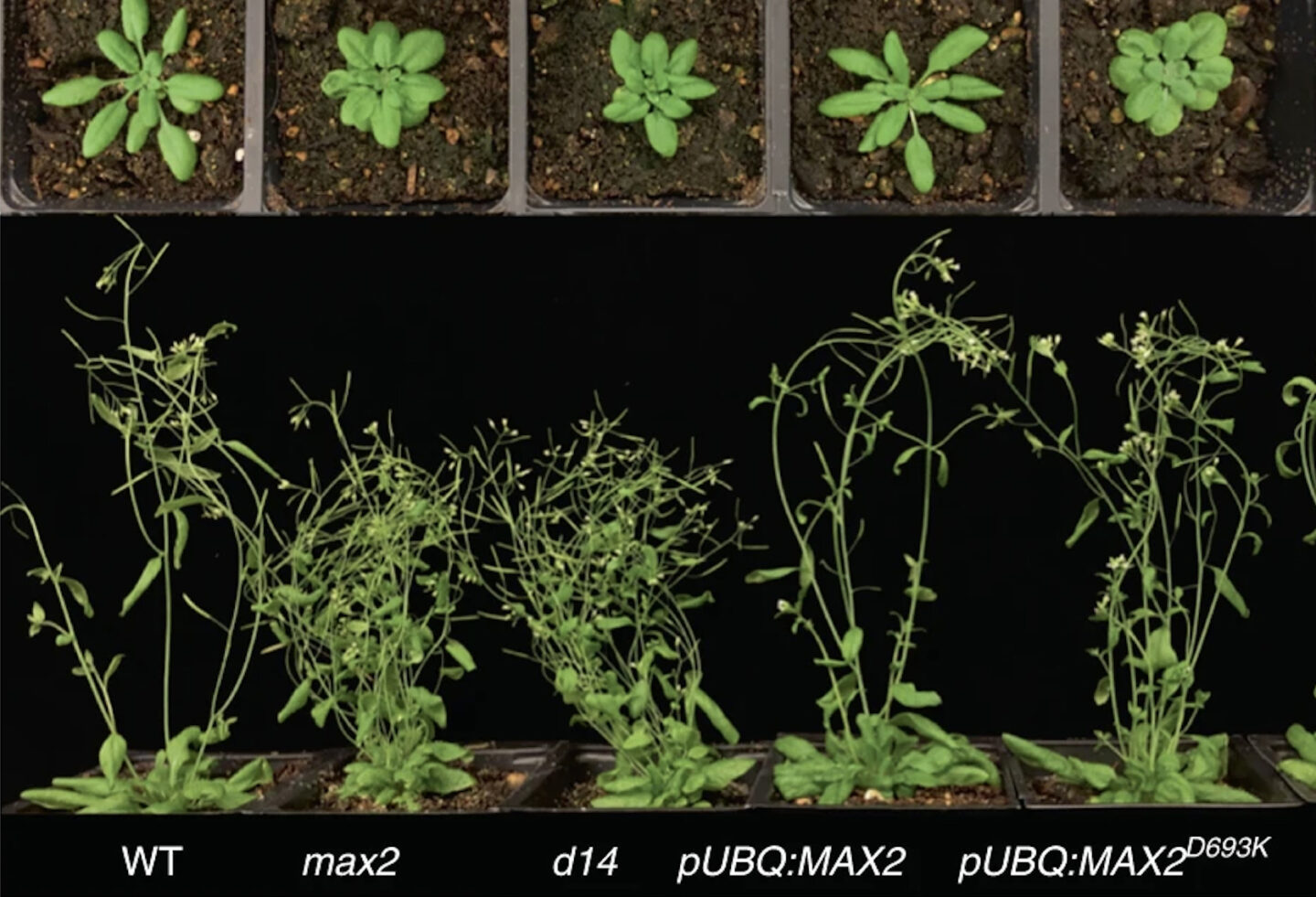 Arabidopsis thaliana, a commonly studied plant model.