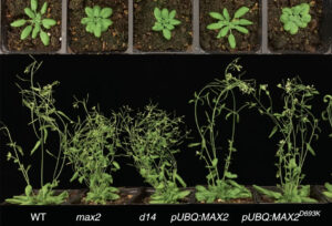 Arabidopsis thaliana, a commonly studied plant model.