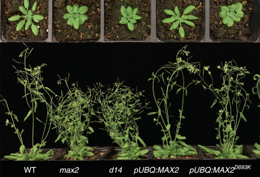Arabidopsis thaliana, a commonly studied plant model.