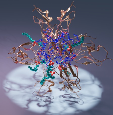 Artistic rendering of the C1 domain of the PKC enzyme shown bound to its ligand.