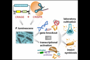 A diagram shows how CRAGE + CRISPR work with P. luminescens to create gene knockout and transcriptional activation driving laboratory cultivation and insect symbiosis