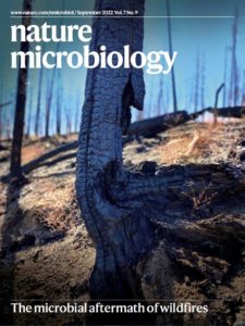 A burned tree stump, as the photo on the cover of nature microbiology.