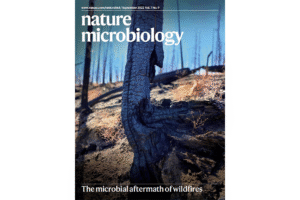 A burned tree stump, as the photo on the cover of nature microbiology.
