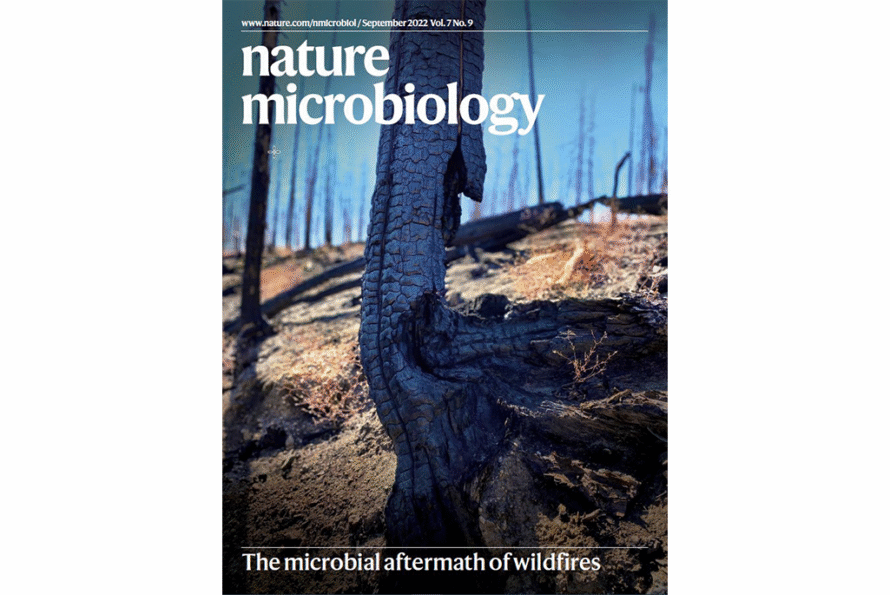 A burned tree stump, as the photo on the cover of nature microbiology.