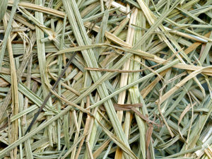 close up of a needle in a haystack. (judyanded via Flickr CC BY NC 2.0)