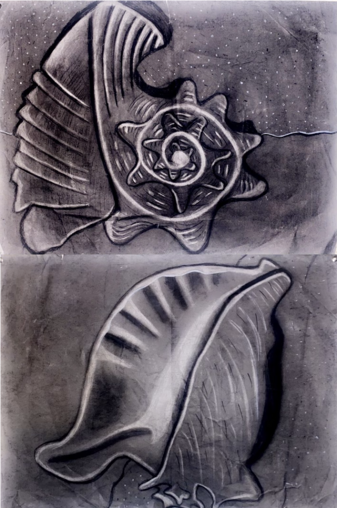 Charcoal sketch of shell. (Courtesy D. Thomasson)