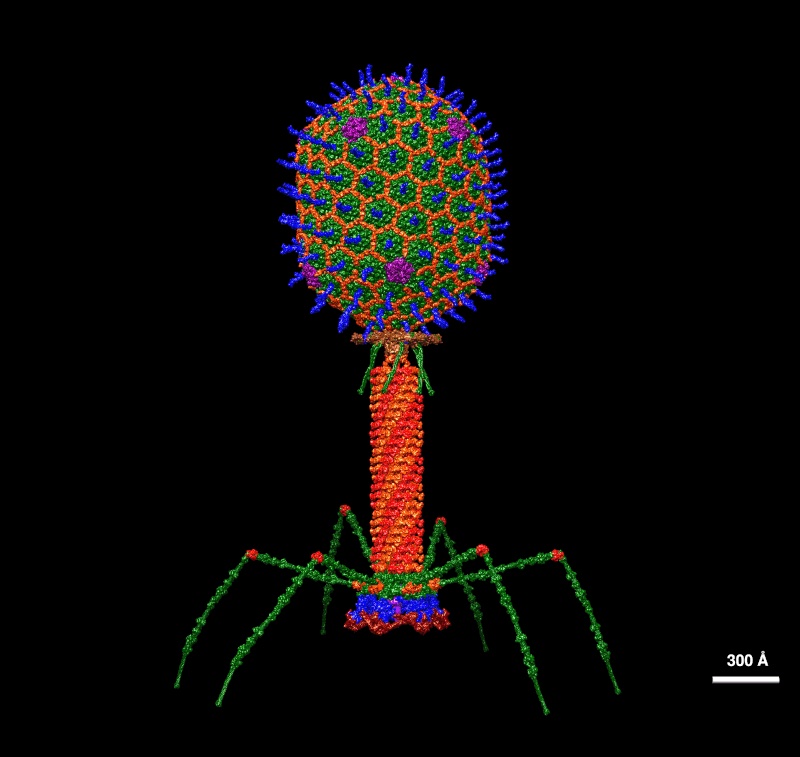An atomic structural model of a T4 phage. (Credit: Victor Padilla-Sanchez/Wikimedia Commons)