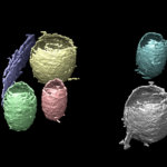 3D rendering of six regions obtained via the machine learning pipeline developed by Berkeley Lab scientists to improve cryo-ET image data analysis. Each region is labeled by a unique color.
