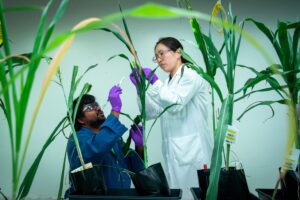 Researchers wearing gloves and goggles work with sorghum plants in a plant growth lab