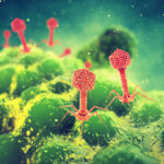 A rendering of bacteriophage viruses attacking a bacteria (Credit: nobeastsofierce/Adobe Stock)