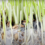Stalks or blades of a green plant grow from the top, with the area just beneath the surface also visible as soil, root systems and a fuzzy white substance surrounding them.