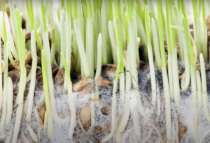 Stalks or blades of a green plant grow from the top, with the area just beneath the surface also visible as soil, root systems and a fuzzy white substance surrounding them. 