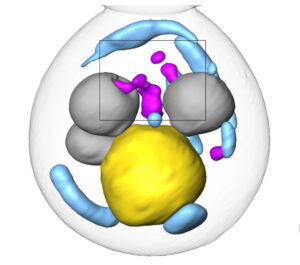 Soft x-ray tomographic reconstruction showing misfolded proteins in the cytoplasm of a yeast cell being engulfed by vacuoles, the cell’s protein degradation machinery.