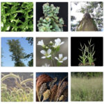 A tiled collage of square photos of different plants - soybeans, and sorghum, for example.