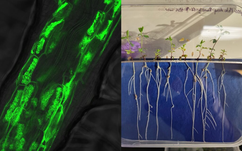 Composite image. Left: Close up microscopy image of flourescent tagging of plant structures. Right: Plants grown with a clear panel so their roots can be imaged under the microscope.