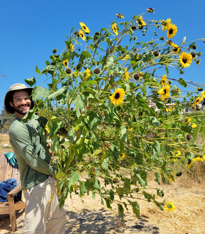 Lorenzo Washington smiles and shows off a robust sunflower plant on a sunny day.
