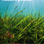 A thumbnail of the cover says Nature Plants at the top against an underwater backdrop with eelgrass at the bottom, where it reads: Genomes map the currents of colonization.