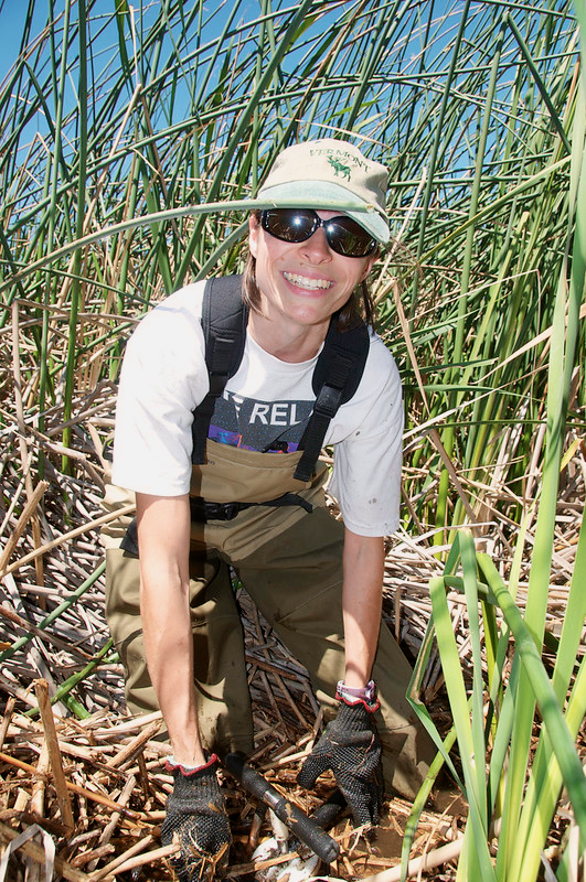 Susannah Tringe in the field collecting samples.