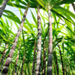 Green Sugar cane Stalks
