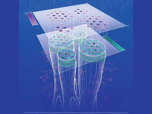 An illustration showing two layers of information coming from the cross-section of a plant root.