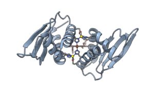 Gray protein structure with helices and arrows depicting a protein domain. The domain binds heme and two zinc ions.