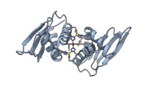 An illustration showing the Domain Related to Iron protein with sheets and helices.