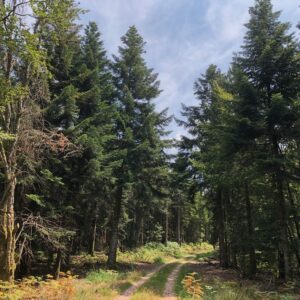 A photograph showing a path into a forest against a blue sky.