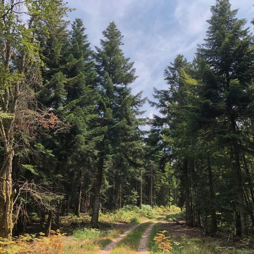 A photograph showing a path into a forest against a blue sky.