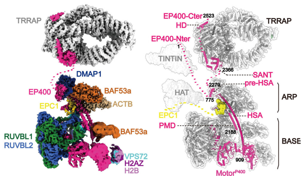 The TIP60 complex has five functional modules: TRRAP, TINTIN, HAT, ARP, and BASE. Without TRRAP, the complex arrives at the wrong location, leading to changes in gene expression. (Credit: Eva Nogales/Berkeley Lab)