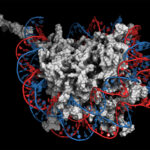 A digital illustration showing a strand of DNA (red and blue) wrapped around histone proteins (gray). The DNA strand comprising each chromosome is tightly packed into clusters of wrapped histones to compress the long molecule and streamline separation of copied chromosomes during cell replication. The strand is carefully unwound by different enzymes, including TIP60, to make it accessible for duplication and gene expression. (Credit: Wirestock Creators/Shutterstock)