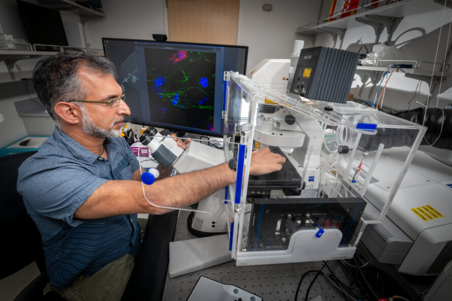 A person with glasses wearing a blue shirt looks at a sample of brain tissue that has been exposed to wildfire smoke to study the effects the smoke has on the brain.