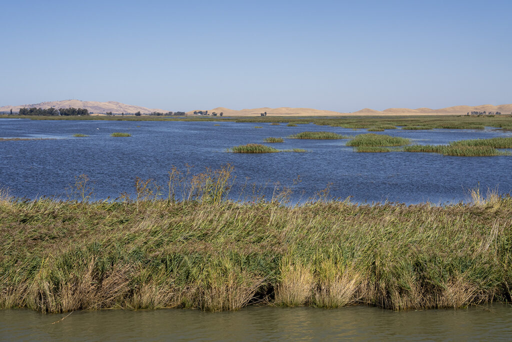 Photo of the estuarine landscape near the Sacramento-San Joaquin River Delta, featuring marsh greenery in the foreground and rolling hills in the background. 